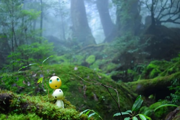 【日本】九州屋久島５日