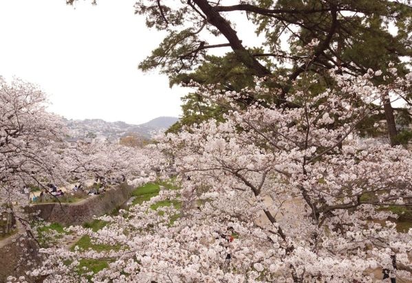 【日本】神戶奈良賞櫻5日 【日本】神戶奈良賞櫻5日